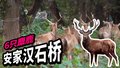 6只麋鹿安家汉石桥 北京湿地面积达6.12万公顷