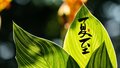 夏至护心脏 做好三件事