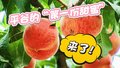 平谷的“第一份甜蜜”来了！