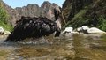 “鸟中大熊猫”黑鹳家族壮大 三只幼鸟在北京房山出生