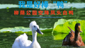 北京柳荫公园空降凤头白鸭