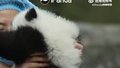 #熊猫宝宝知道自己很可爱拼命撒娇