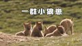 青海都兰县多只狼崽“同框”
