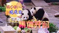迎中秋过生日 大熊猫集体开趴