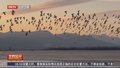 北京：群鸟来过冬 场面超壮观