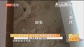 孩子过敏性哮喘 鸽子或成病情加重原因之一 楼上养鸽子 楼下很头疼
