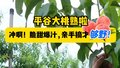 建议孙悟空把花果山迁到平谷！