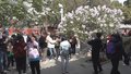丁香满园 邂逅千年古刹的烂漫春韵