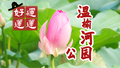 北京游“早场模式”来啦！去温榆河公园冲“好运莲莲”~~