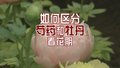 如何区分芍药和牡丹？看花期