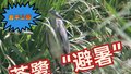 “长脖老”苍鹭 “做客”昌平公园避暑