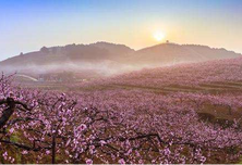 贵州瓮安：1500亩桃花齐绽放  游人如织