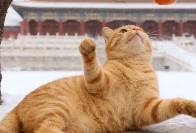 北京明天全天有雪！具体时段——