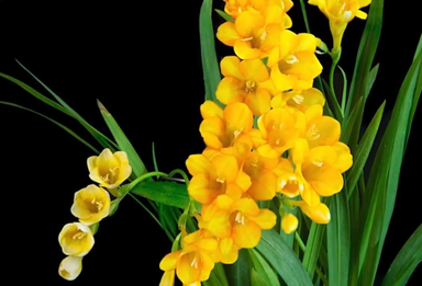 翩然起舞！延时欣赏香雪兰绽放