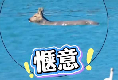 起猛了！竟然看到“傻狍子”在北京门头沟游泳