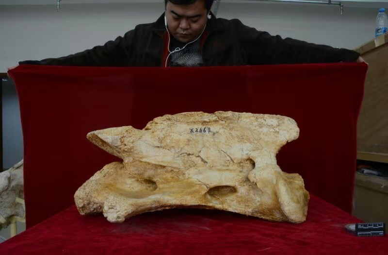 超过一米的巨犀头骨被发现距今约2650万年