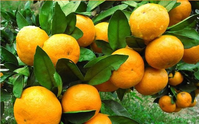 提高初投产砂糖橘产量及品质的技术要点