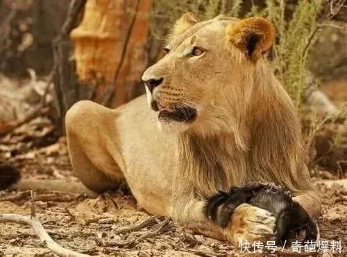 非洲网红平头哥无人不服,唯一平头哥的克星是