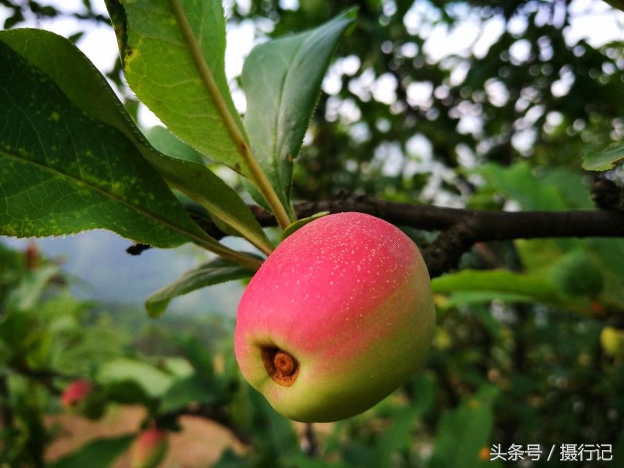 乡村一种花树结的果实形似小苹果,您可知道是什么果实,能吃吗