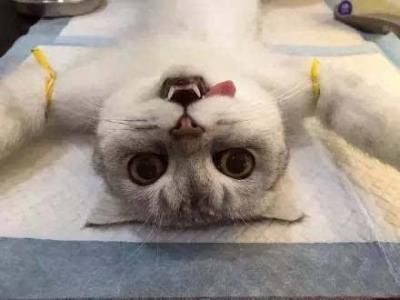 带去绝育,回来泪流不止,主人亲亲安慰后表情哭