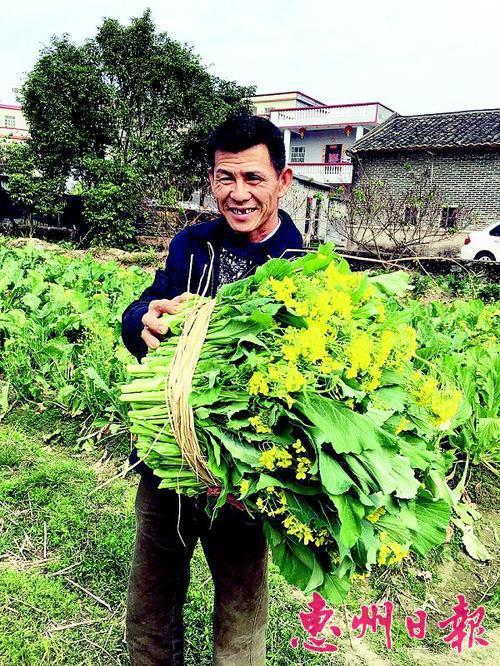 開春,博羅柏塘村民忙摘菜炒茶!