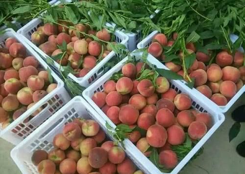 桃子又滞销了!五毛钱一斤卖不出去,桃农无奈:没