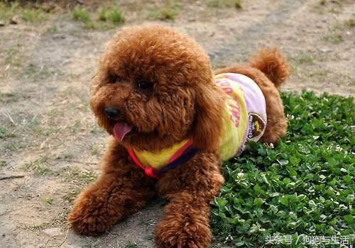 你真的了解泰迪狗狗吗?泰迪狗狗的5大特性