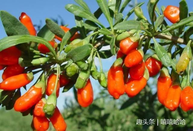 蒲公英别直接泡水喝!和它们一起泡,女人常喝