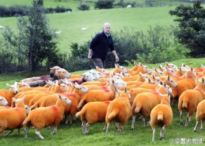 这名男子叫辛普森，现在在自家牧场养了800只羊。