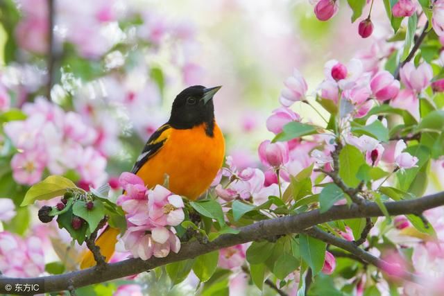 经典诗词 曾几的三衢道中