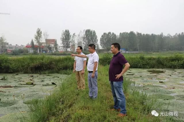 光山农业丰收啦!光山这里种植小芡实,结出致富