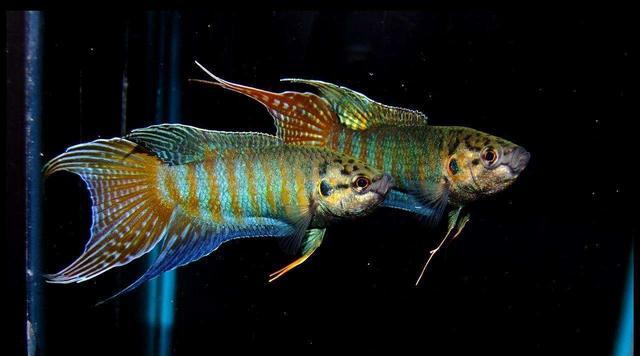 这种鱼吃蚊子幼虫,农村水沟中最常见!现作为观