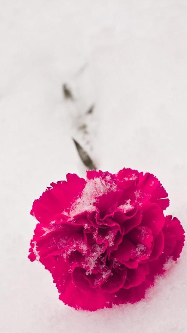 纯福利:雪,唯美诗句+高清壁纸!100对!与君共赏