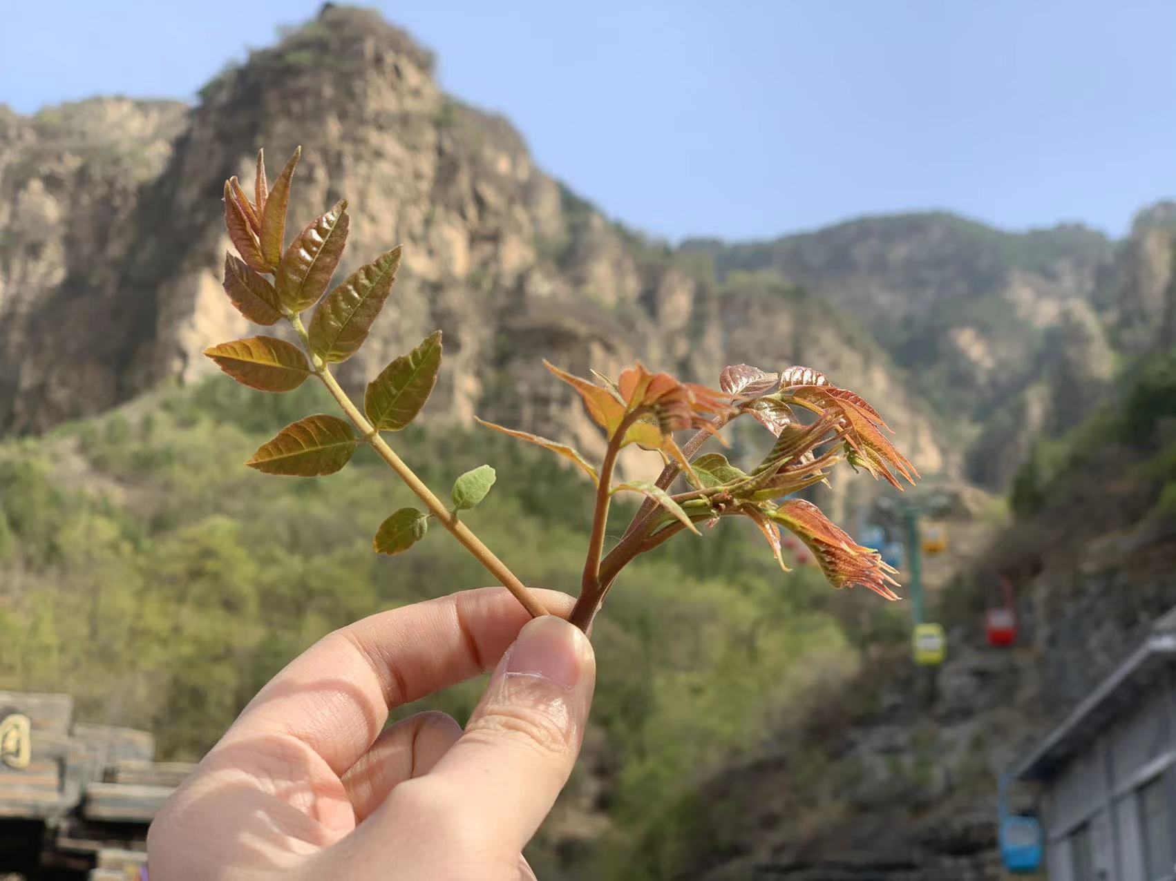 周末去哪儿玩？来上方山一起摘下“椿”天的叶子