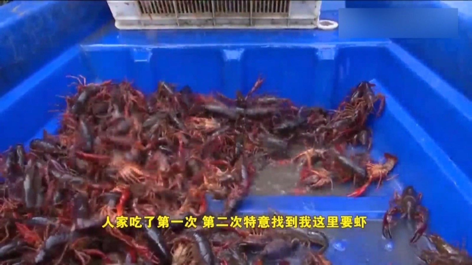 藕“遇”小龙虾 农民增收又添新途径 藕“遇”小龙虾 农民增收又添新途径