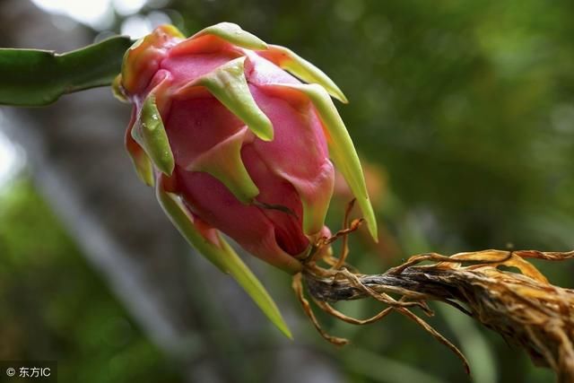 学会种植火龙果盆栽,自家阳台也能种出火龙果
