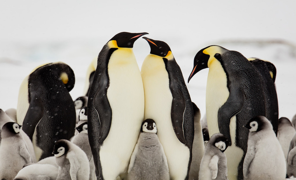 其中一张照片显示，一只毛茸茸的帝王企鹅宝宝挤到了爸爸妈妈之间，依靠它们的怀抱取暖，简直是萌坏了！