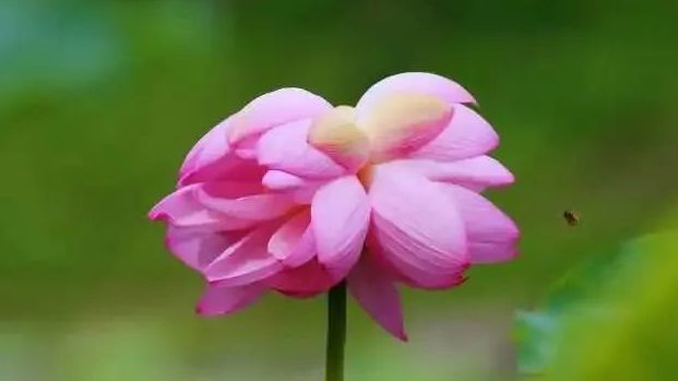 八月伊始 辞夏迎秋 回顾2022年北京最美荷花