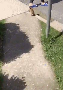 搞笑gif图:新娘子的出场方式,还真是特别啊