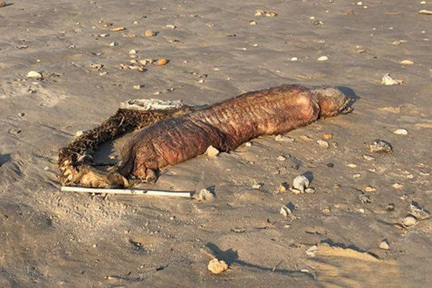 tighe认为,这种生物最有可能是一种狼牙恐蛇鳗(fangtoothsnake-eel)