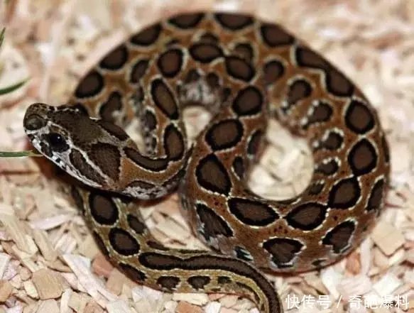 世界十大最毒蛇排行,最后一种非洲平头哥不敢惹,你觉得贝爷吗?