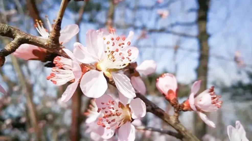 收好这份京西赏花攻略!春天到了~赏花去! 收好这份京西赏花攻略!春天到了~赏花去!
