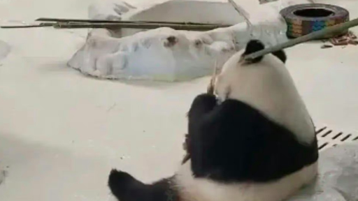 饲养员用竹竿催促大熊猫暖暖,公园致歉:永不允许此人养熊猫 饲养员用竹竿催促大熊猫暖暖,公园致歉:永不允许此人养熊猫