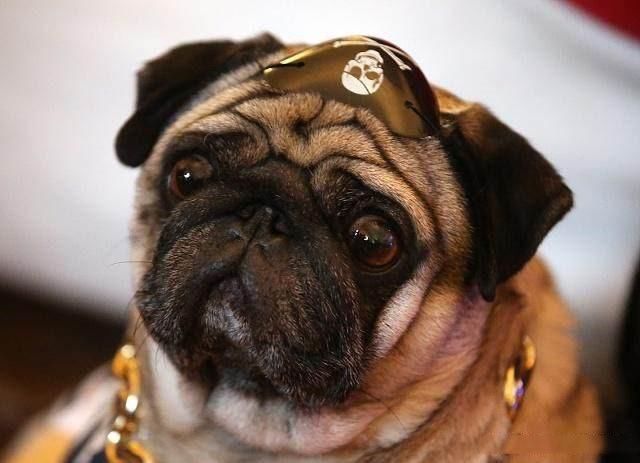 养狗新手适合养什么狗?十大新手最好养的狗狗