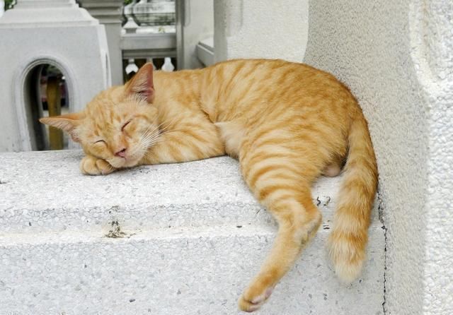 猫主子为什么喜欢跟人睡觉?难道缺爱了么