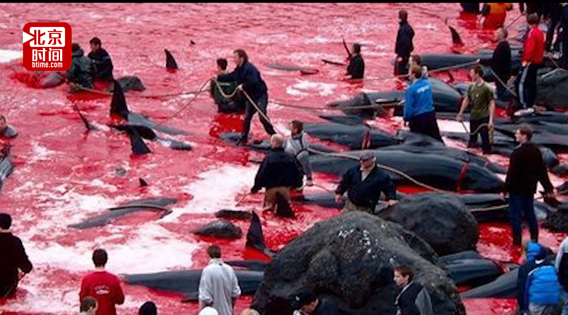 触目惊心!丹麦渔民捕杀180头鲸鱼只为过冬 对血染海湾习以为常