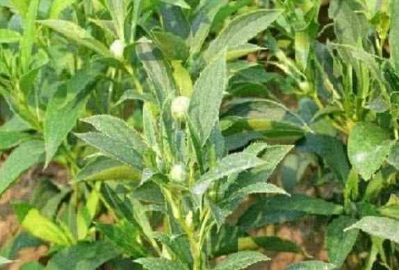 农村这种野草,叶子长有刺,农民见了拿刀砍,却不