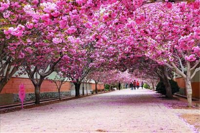 濯村樱花节已成功举办三届,今年樱花节与山东电视台综艺大篷车合作,量