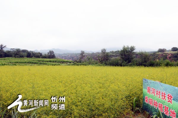 忻府区庄磨镇111亩柴胡中药材基地助力精准扶贫