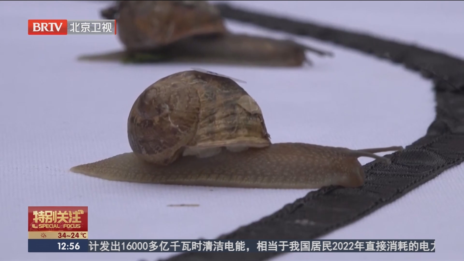 抓紧时间慢慢跑 世界蜗牛赛跑锦标赛落幕
